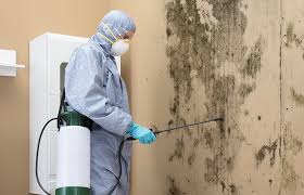 Best Real Estate Mold Inspection  in Dalhart, TX